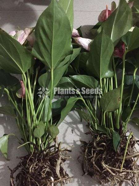 Anthurium