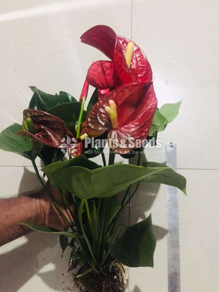 Anthurium