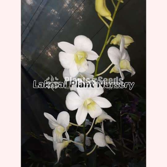 Dendrobium (Small Plants)