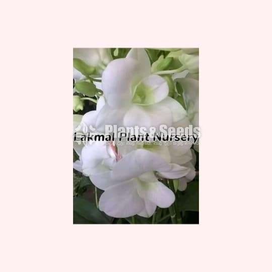 Dendrobium (Small Plants)