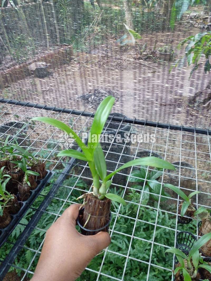 Dendrobium (Small Plants)
