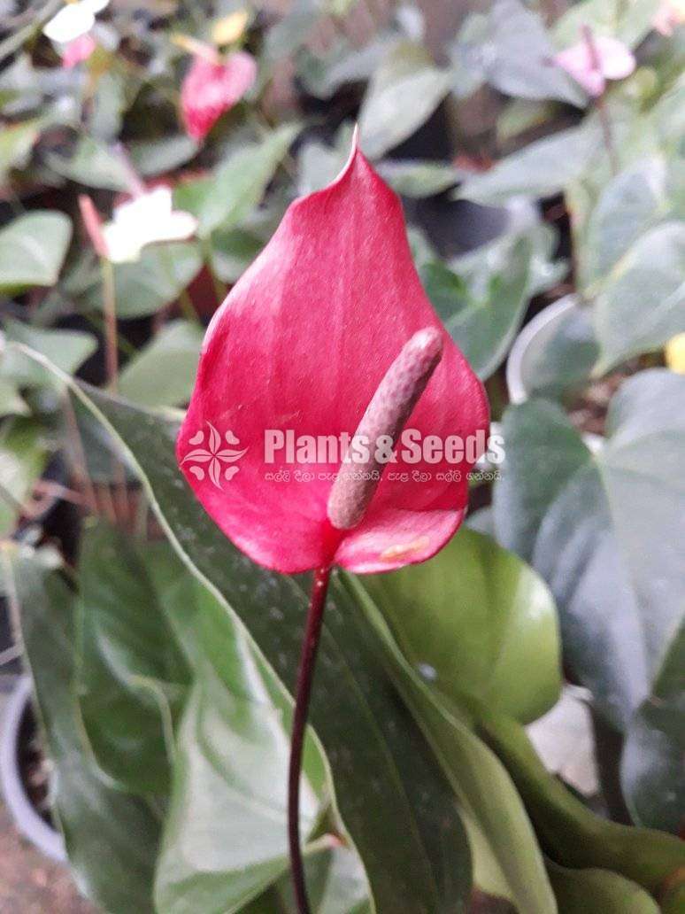 Lady jane (ලේඩ් ජේන්)