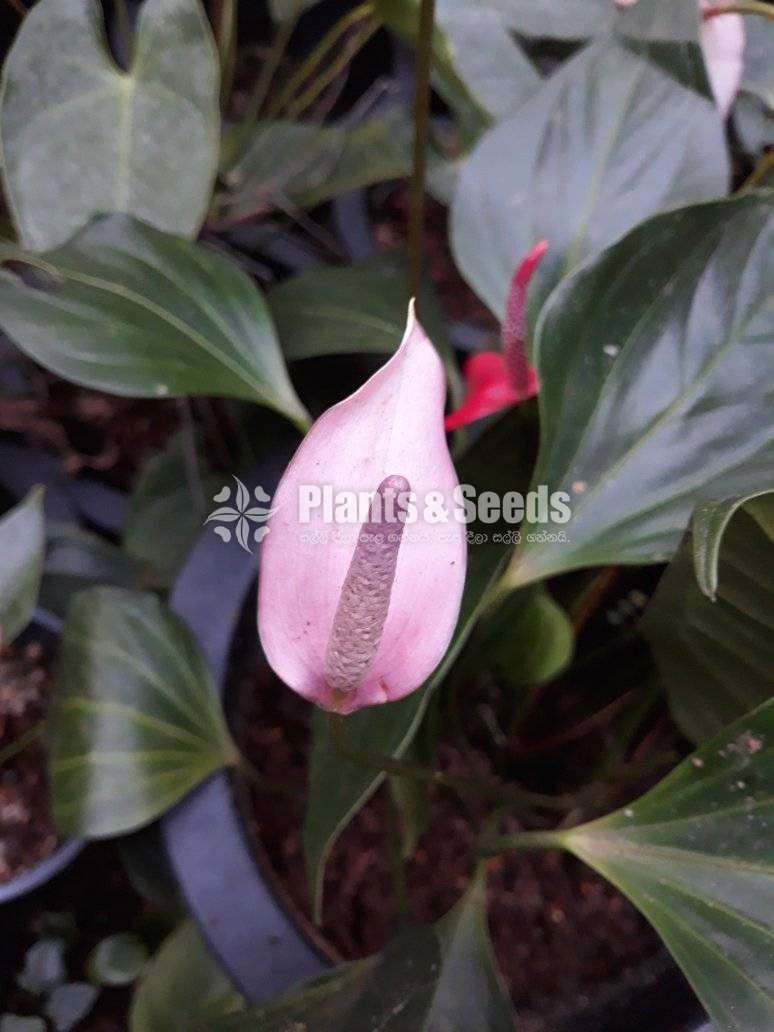 Lady jane (ලේඩ් ජේන්)
