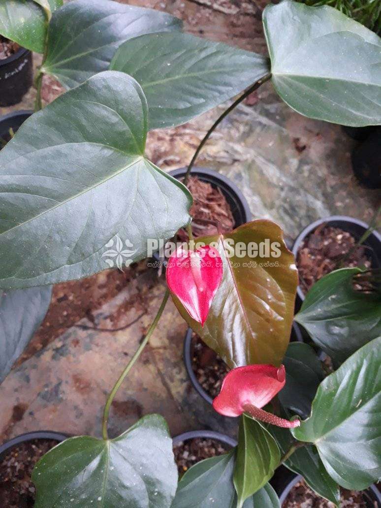 Lady jane (ලේඩ් ජේන්)