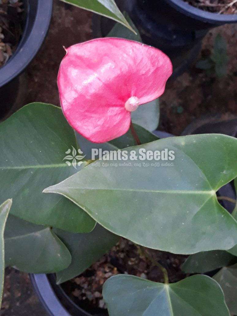 Anthurium mother plants
