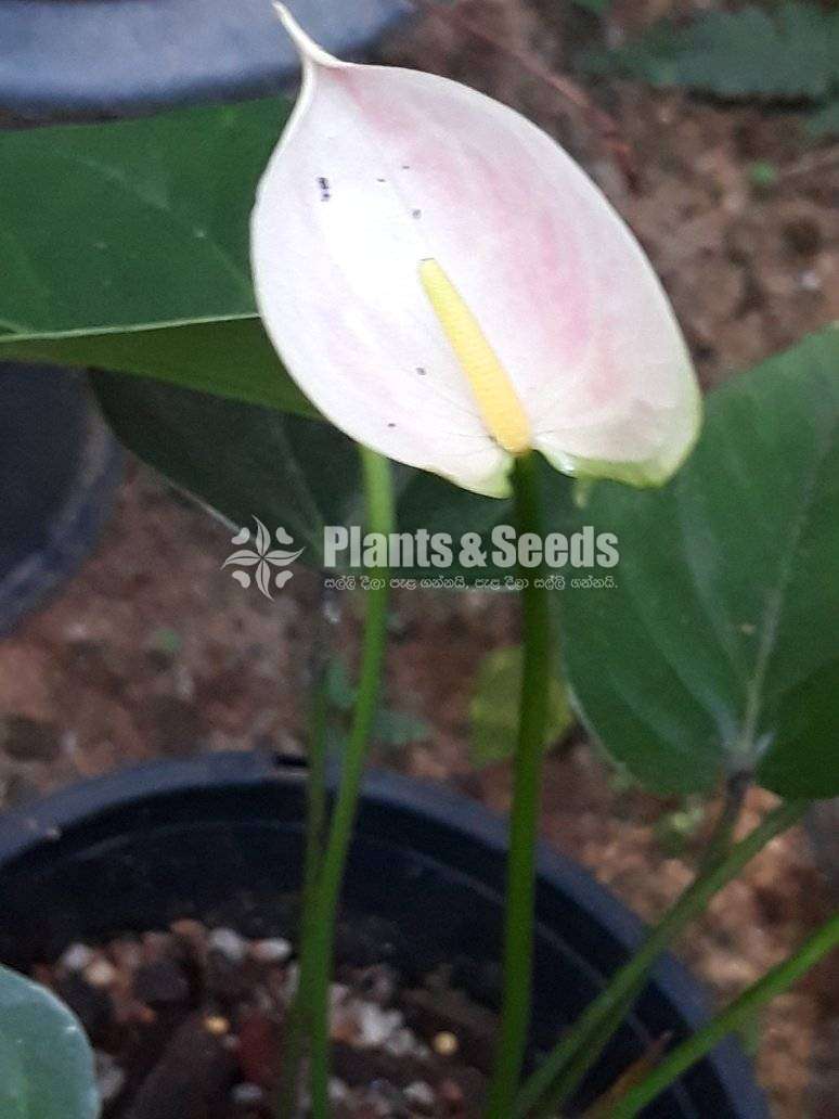 Anthurium mother plants