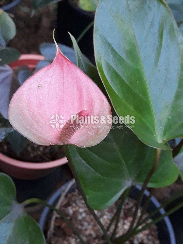Anthurium mother plants