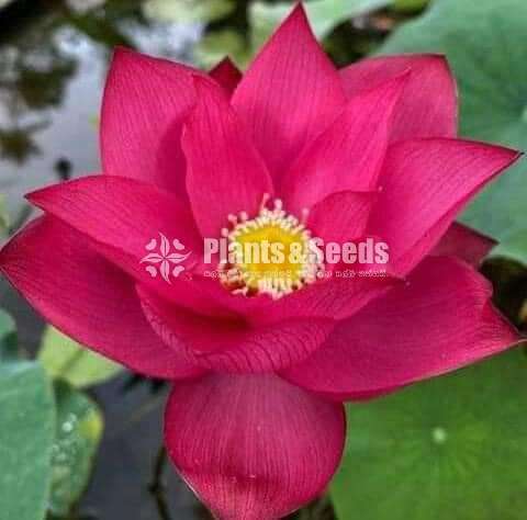 Nelum Seeds (රතු සුදු රෝස සියපත් බීජ )