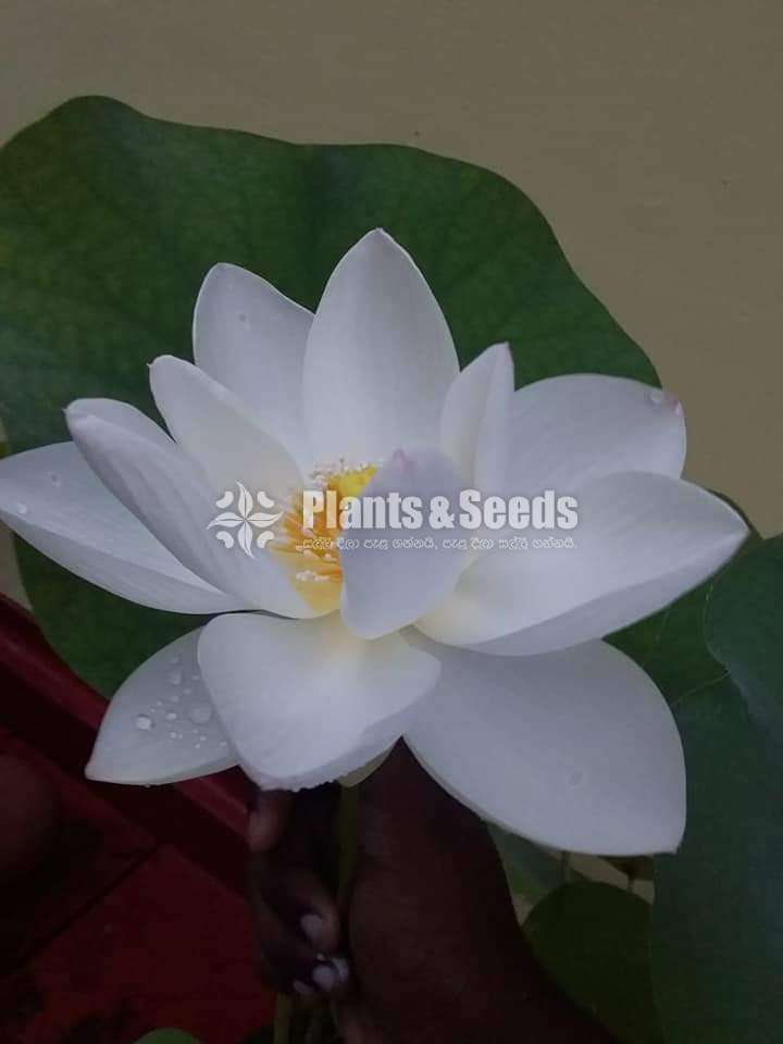 Nelum Seeds (රතු සුදු රෝස සියපත් බීජ )
