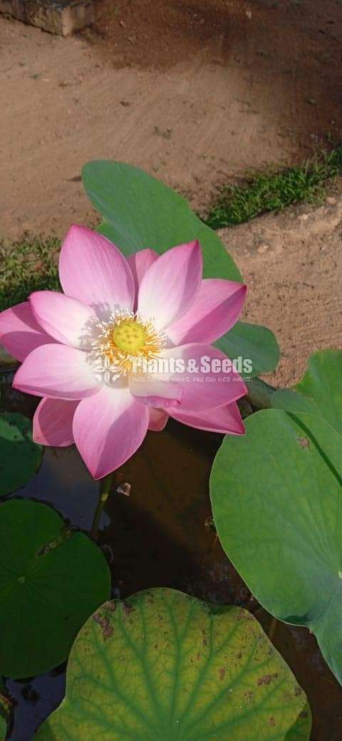 Nelum Seeds (රතු සුදු රෝස සියපත් බීජ )
