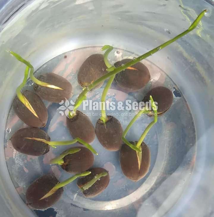 Nelum Seeds (රතු සුදු රෝස සියපත් බීජ )