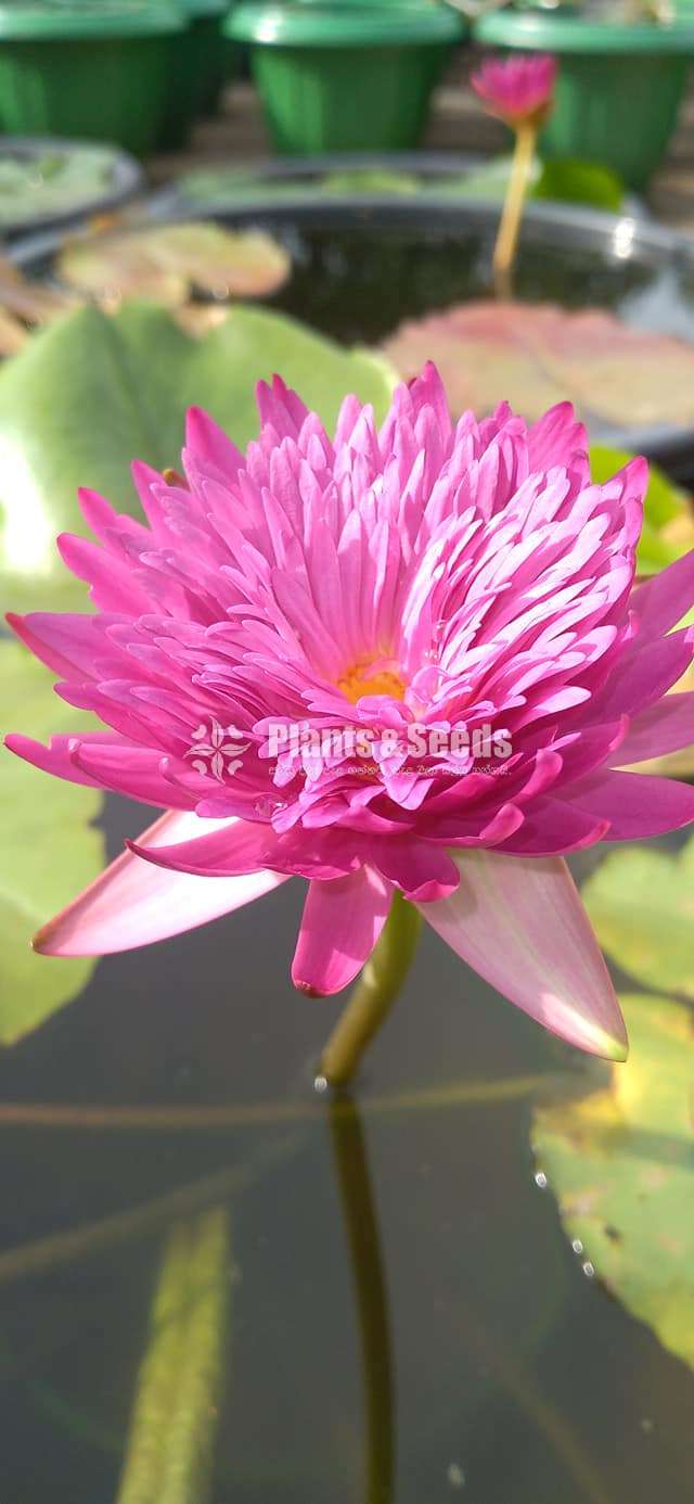 KOH (Water plants)