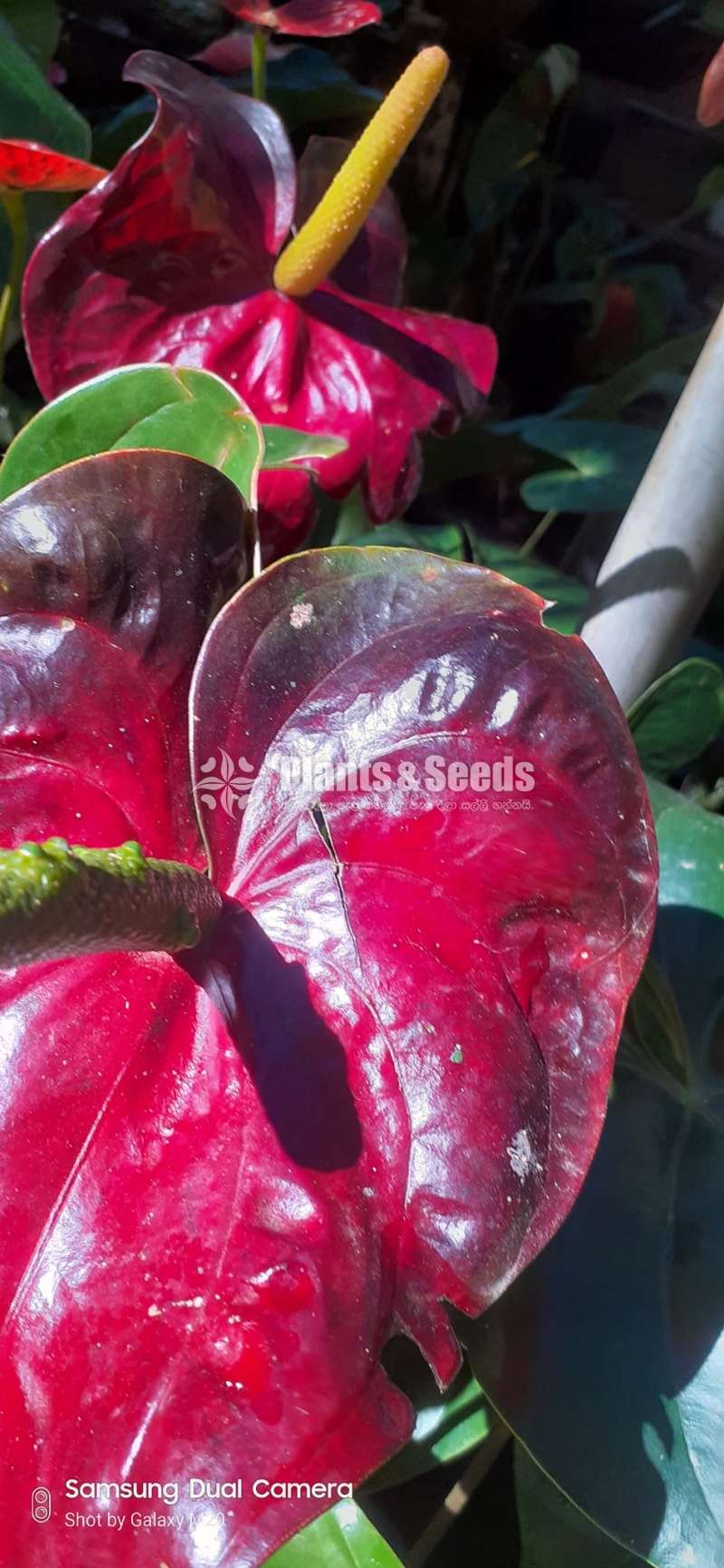 බයිකලර් ඇන්තූරියම් (Anthurium)