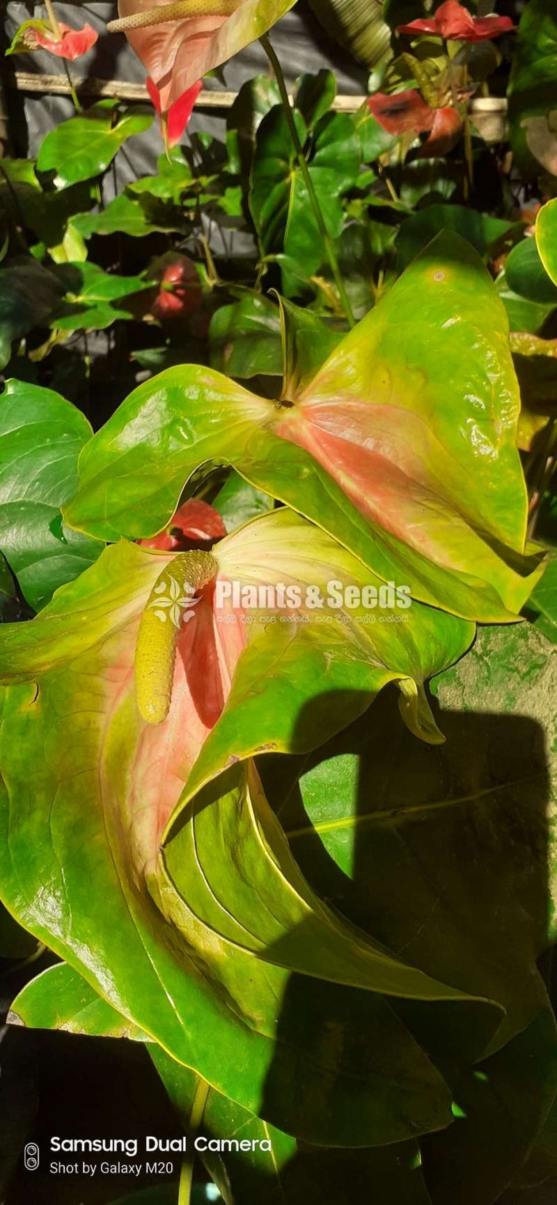 බයිකලර් ඇන්තූරියම් (Anthurium)