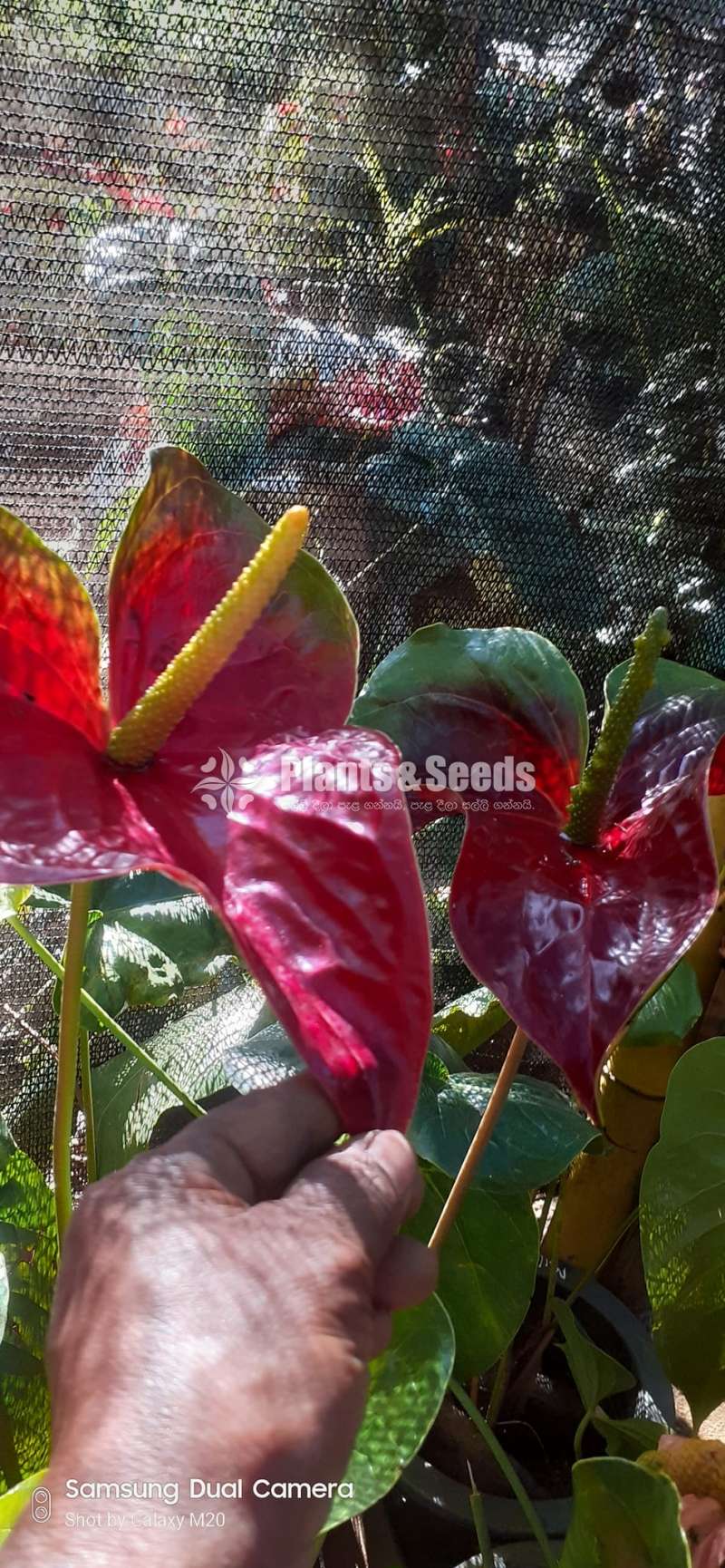 බයිකලර් ඇන්තූරියම් (Anthurium)