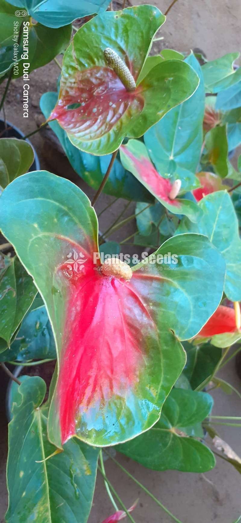 බයිකලර් ඇන්තූරියම් (Anthurium)