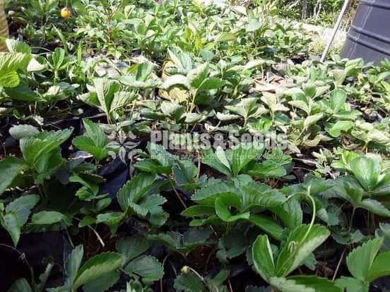 Strewberry Plants 