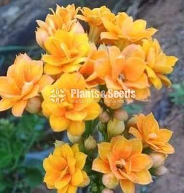 Kalanchchi/Kalanchoe