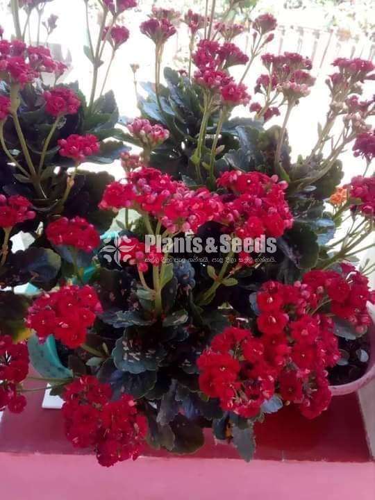 Kalanchchi/Kalanchoe