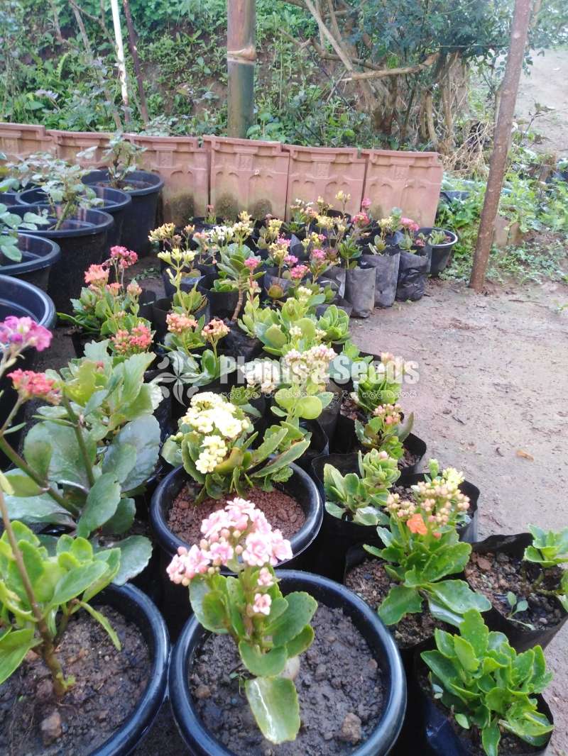 Kalanchchi/Kalanchoe