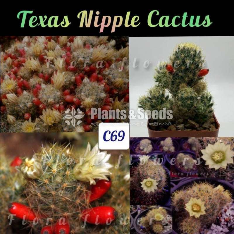Texas Nipple Cactus