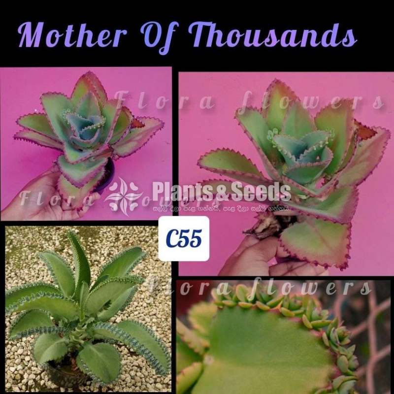 Mother Of Thousands (Succulent)