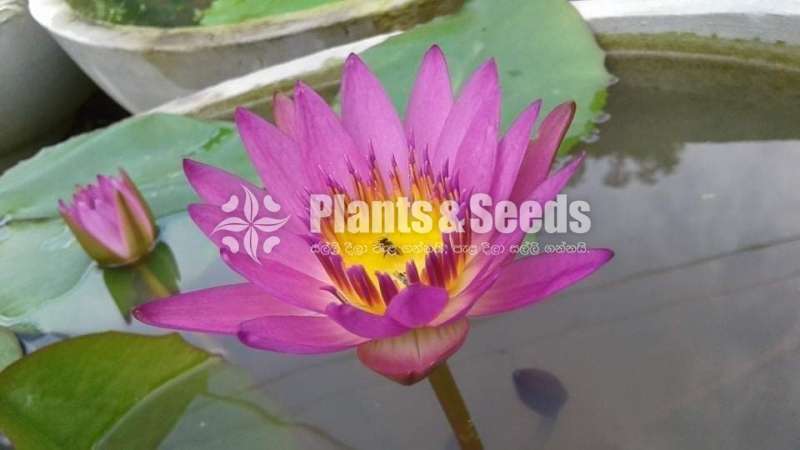 Ruby (Water plants)