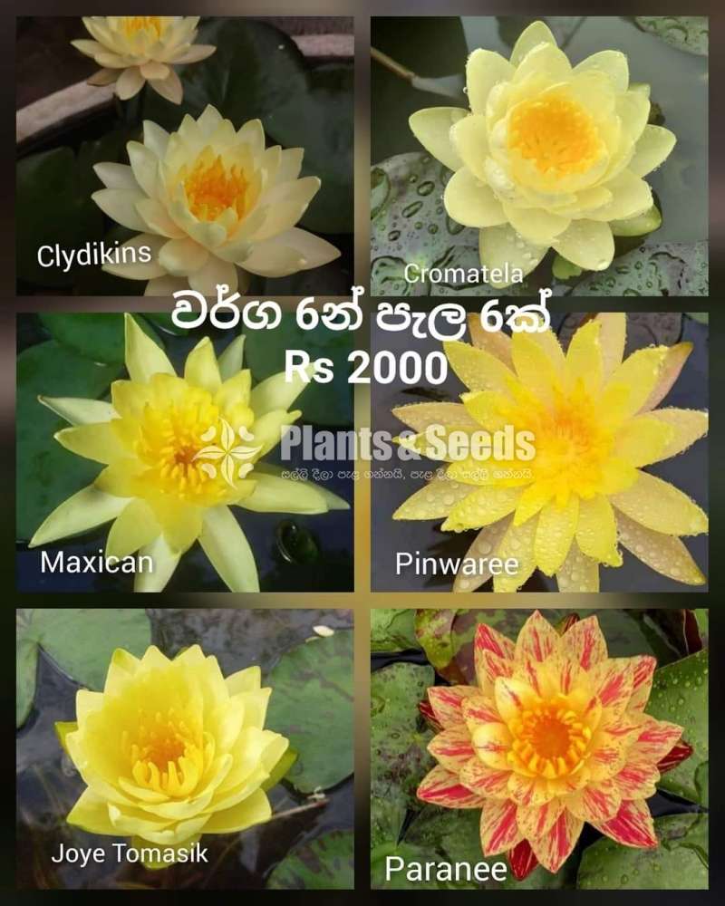 Water plants package (ජලජ ශාක )