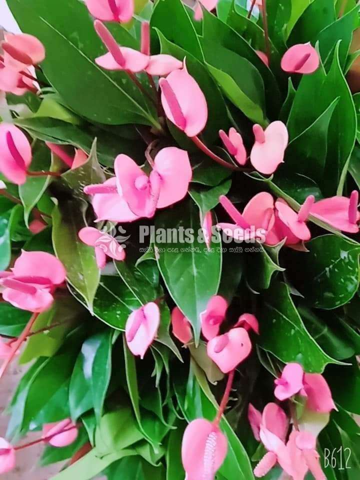 Pick me Anthurium (පික්ම් මල් සමග)