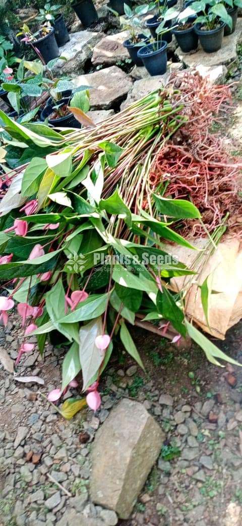 Pick me Anthurium (පික්ම් මල් සමග)