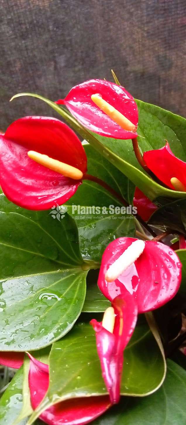 Apple seed Anthurium 
