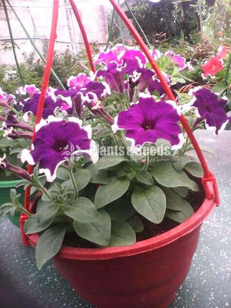 Bi color Petununia