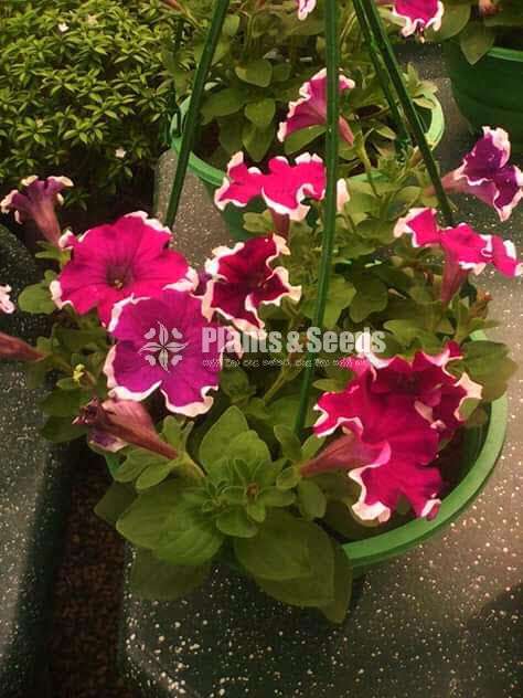 Bi color Petununia