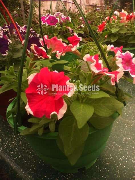 Bi color Petununia