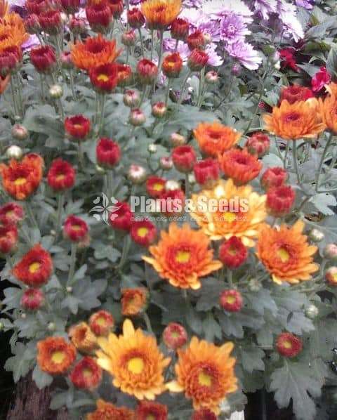 Kapuru flower plants