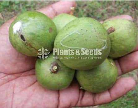 Koholla Lavalu (කොහොල්ල ලාවුළු පැල )