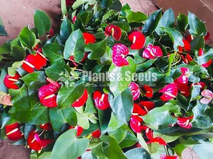 Red champion Anthurium(රේඩ් චැම්පියන් පැල)