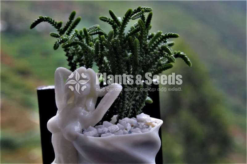 mermaid Flower Pot (Without Plant)