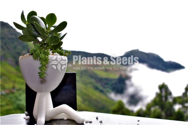 Stylish boy Flower Pot