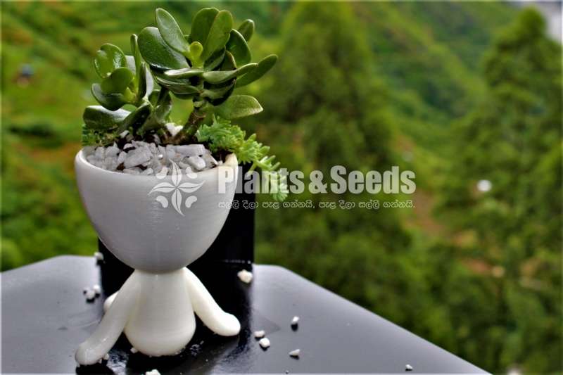 Stylish boy Flower Pot