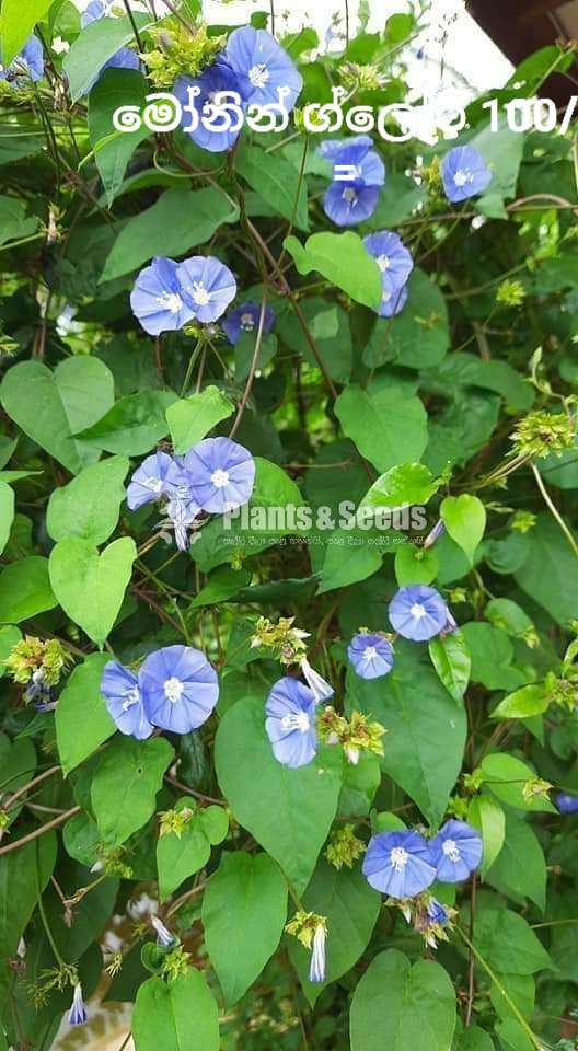 Morning glory 