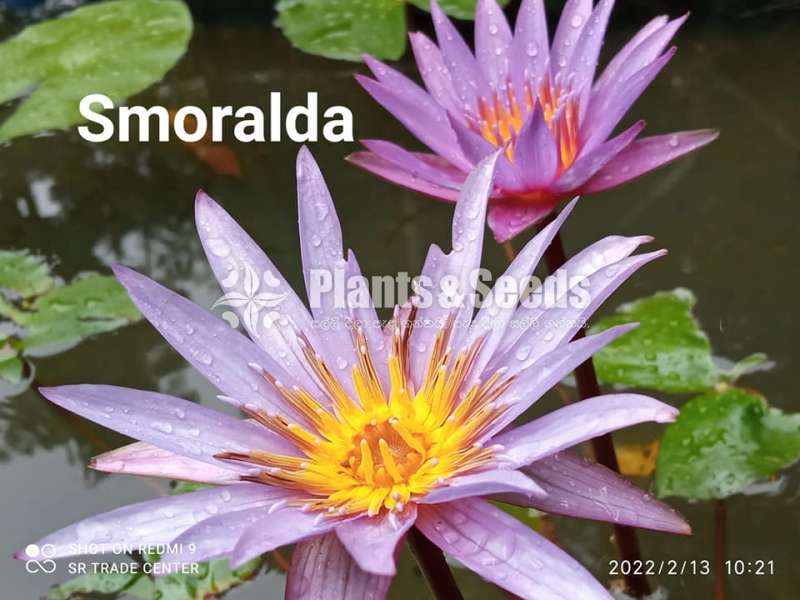 Water Lilly collection