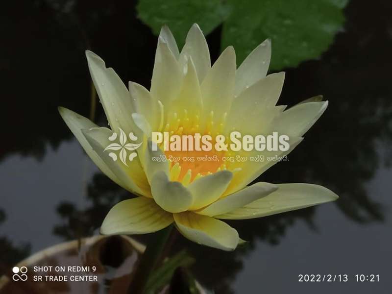 Water Lilly collection
