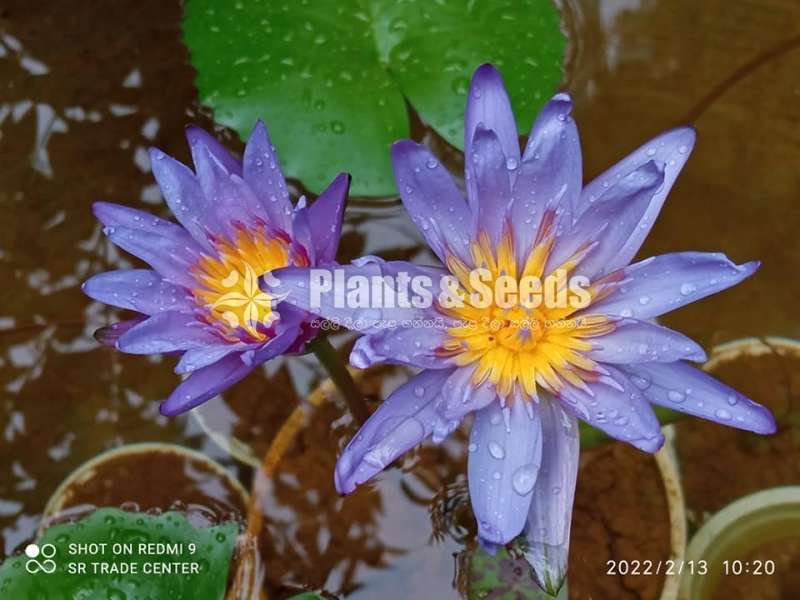 Water Lilly collection