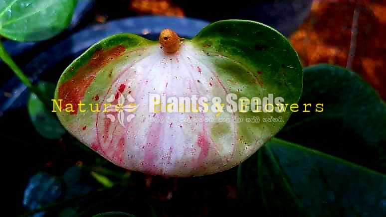 Anthurium Flash (ෆැලැශ් මව් ශාකය)