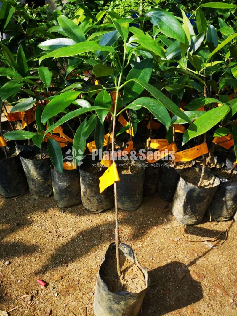 Goraka weerapana plants