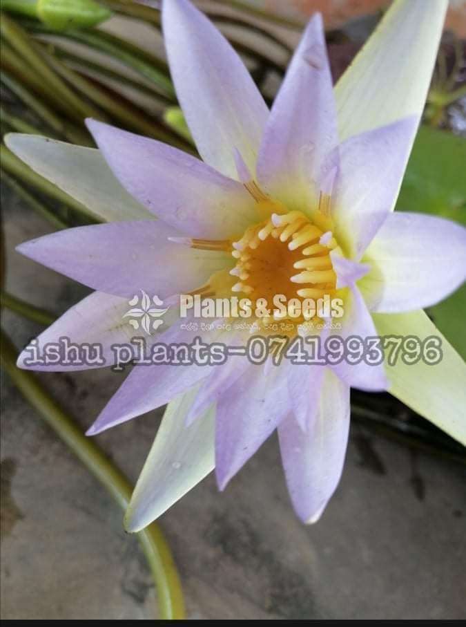 Nil Manel (ජාතික පුශ්පය නිල් මානෙල්)