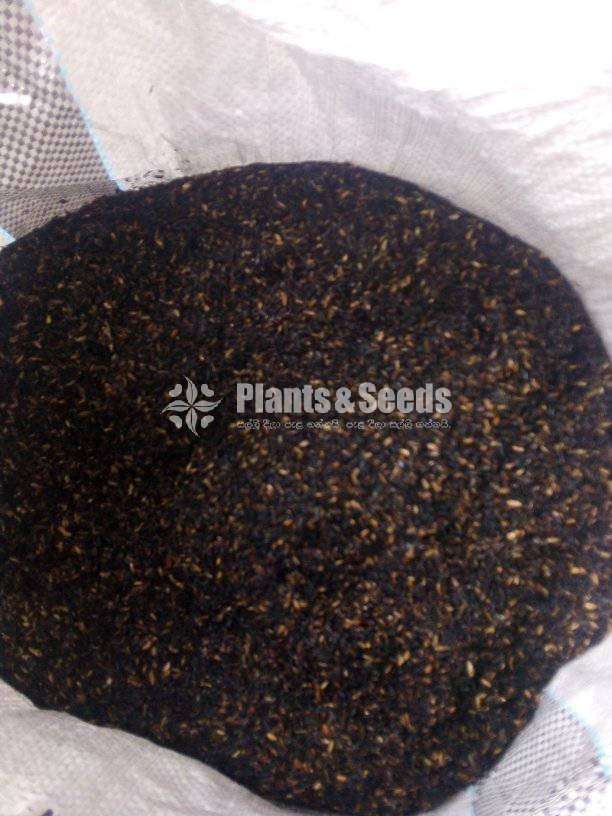 Rice husk charcol 