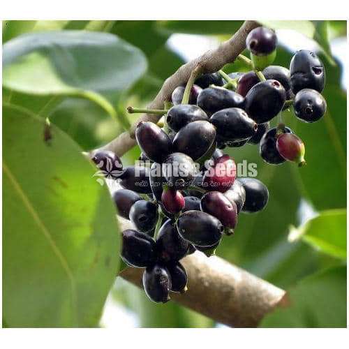 Bankok Madanc(බැංකොක් මාදං )
