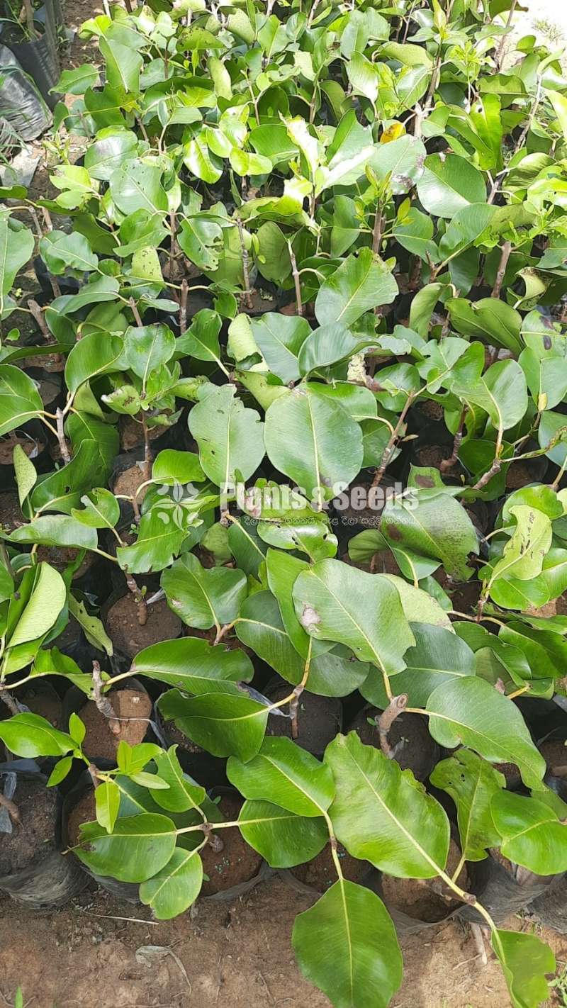 Bankok Madanc(බැංකොක් මාදං )